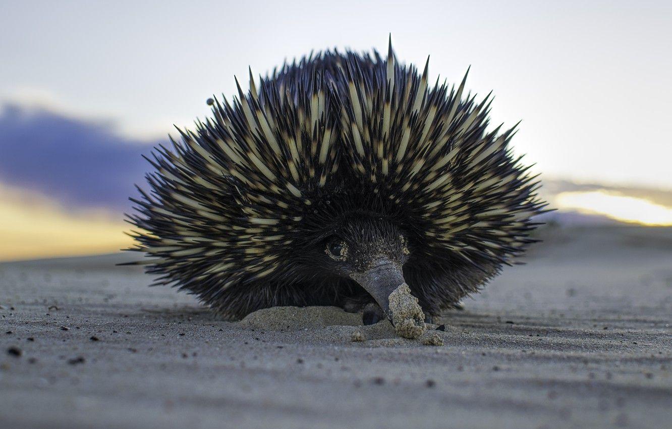 1332x850 Wallpaper sand, needles, animal, echidna image for desktop