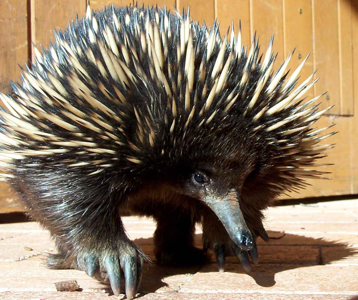 Echidna Wallpapers - Top Free Echidna Backgrounds - WallpaperAccess