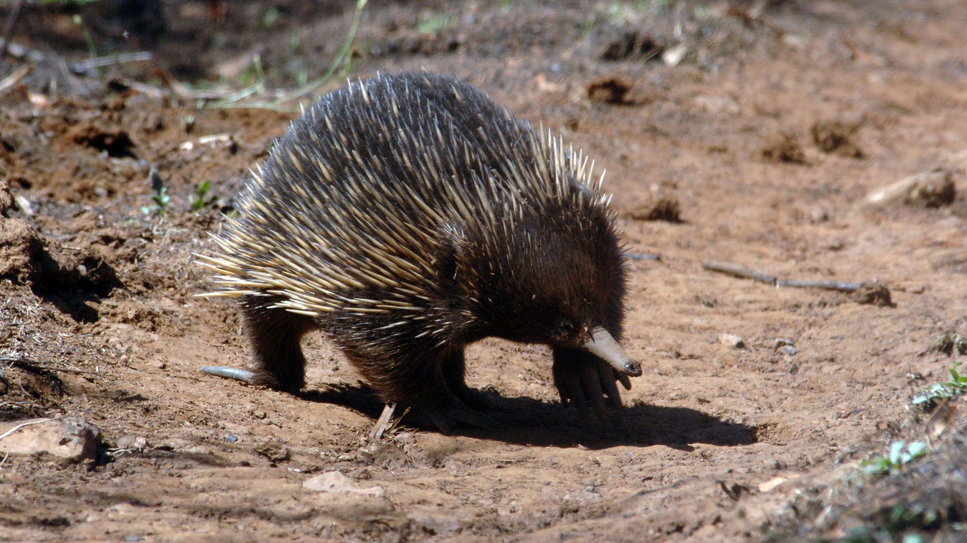 1920x1080 Survivors of the Firestorm. Echidna Fact Sheet