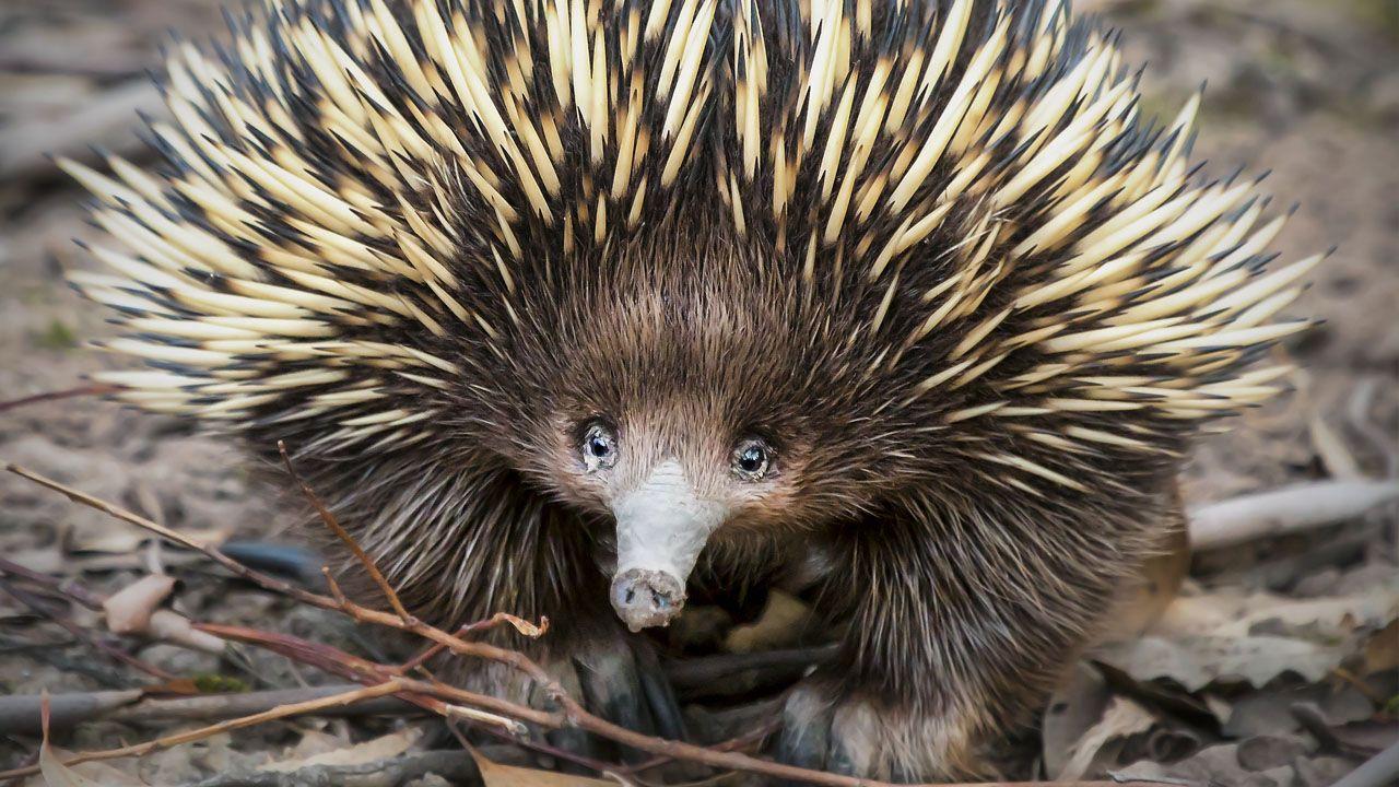 1280x720 1280x720px Echidna 277.82 KB