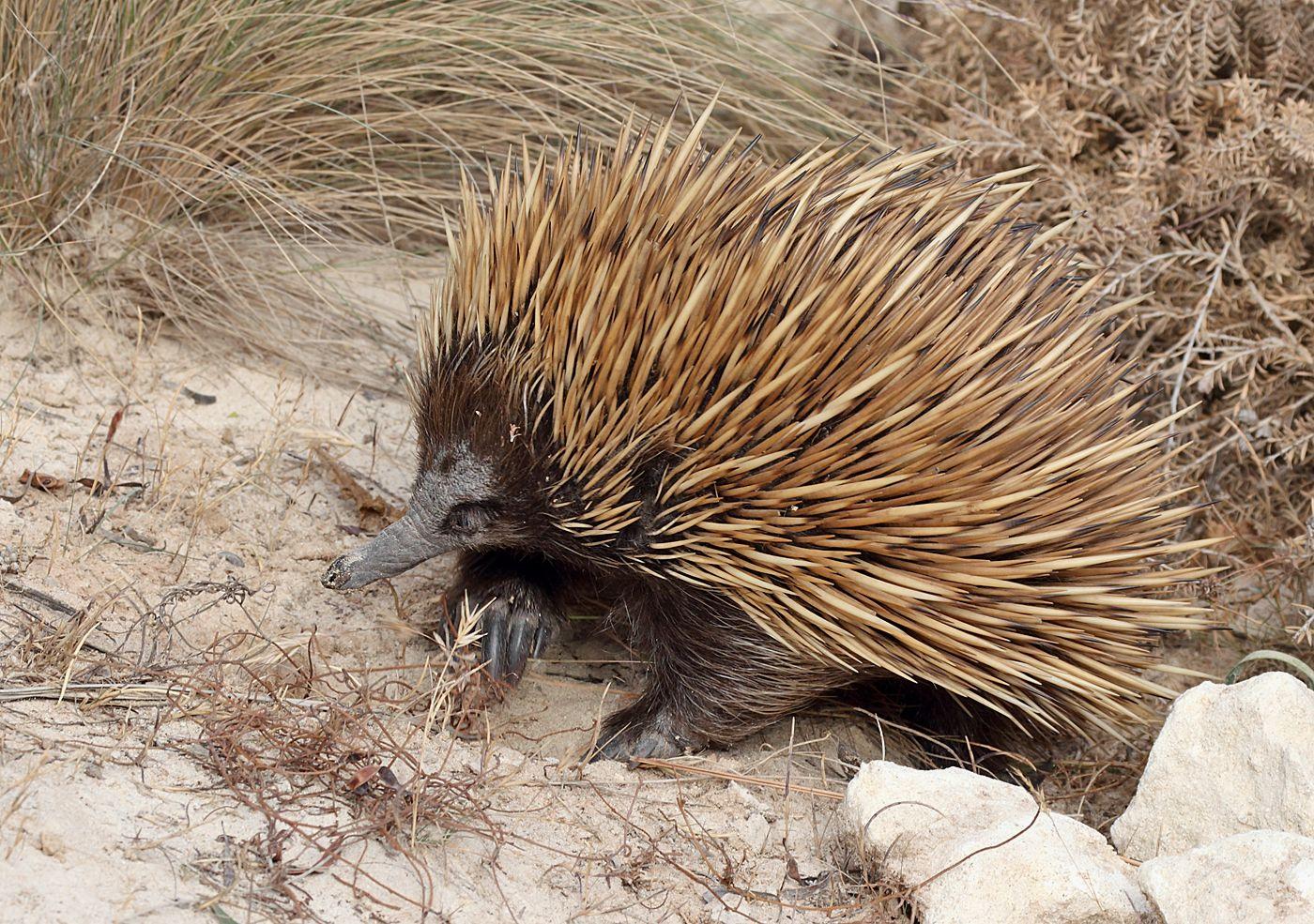 Echidna Wallpapers - Top Free Echidna Backgrounds - WallpaperAccess