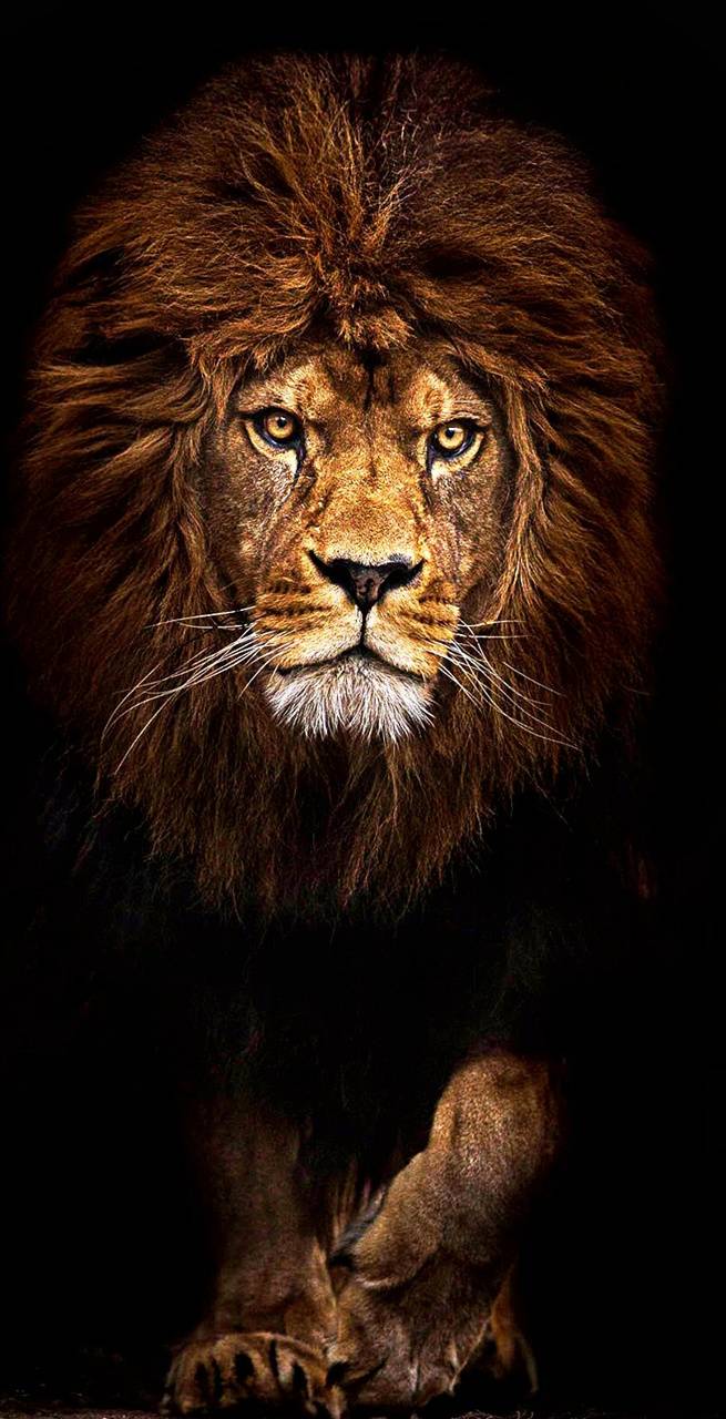 655x1280 Lions pride wallpaper