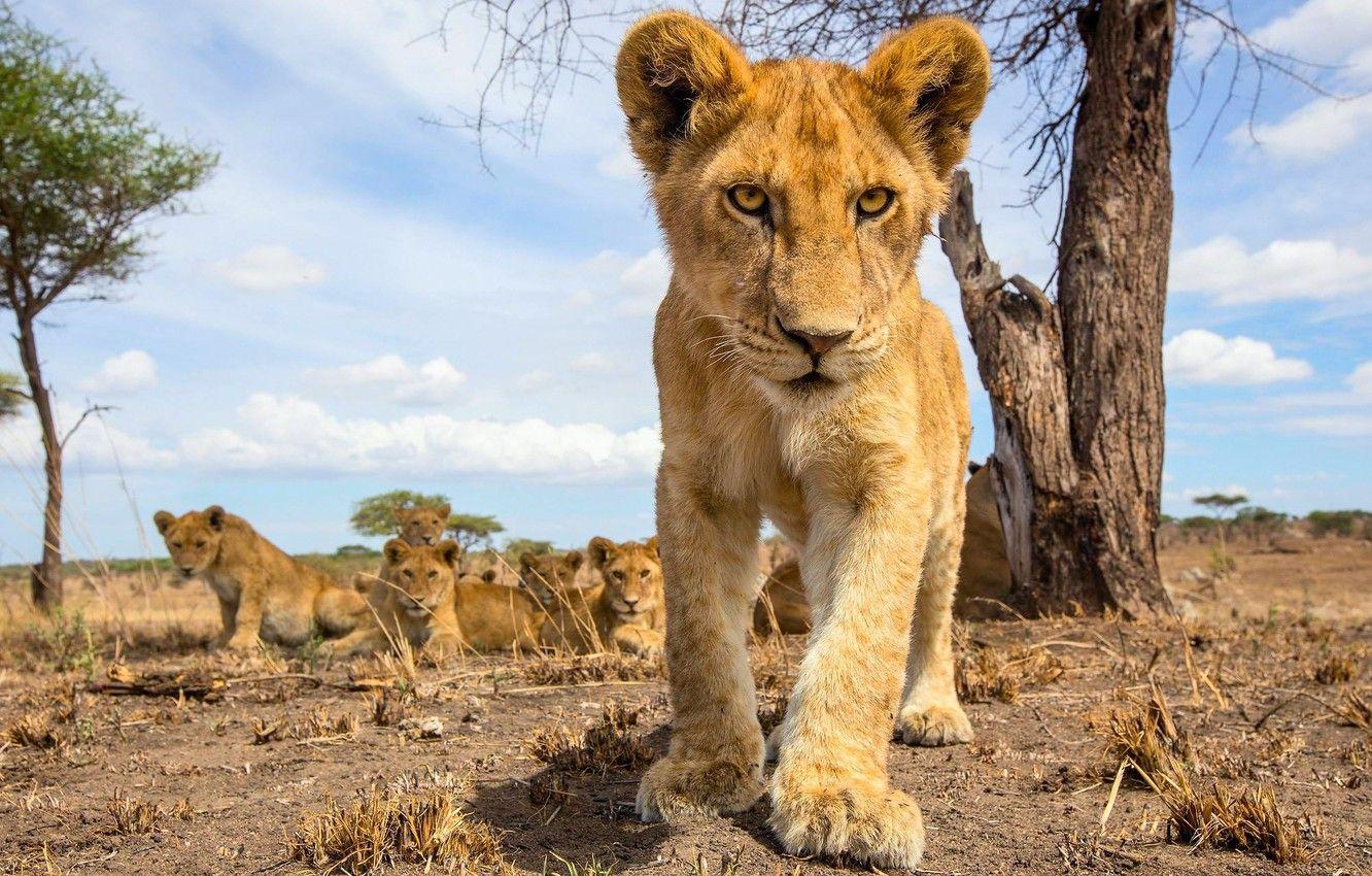 1332x850 Wallpaper pack, small, the cubs, lion, pride image for desktop
