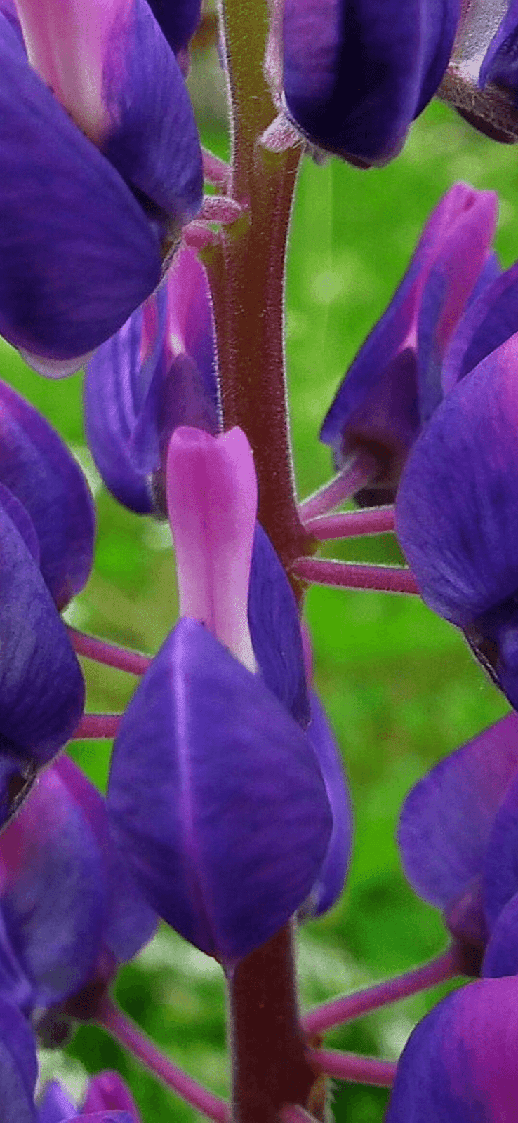 LG G8X Wallpapers Top Free LG G8X Backgrounds WallpaperAccess