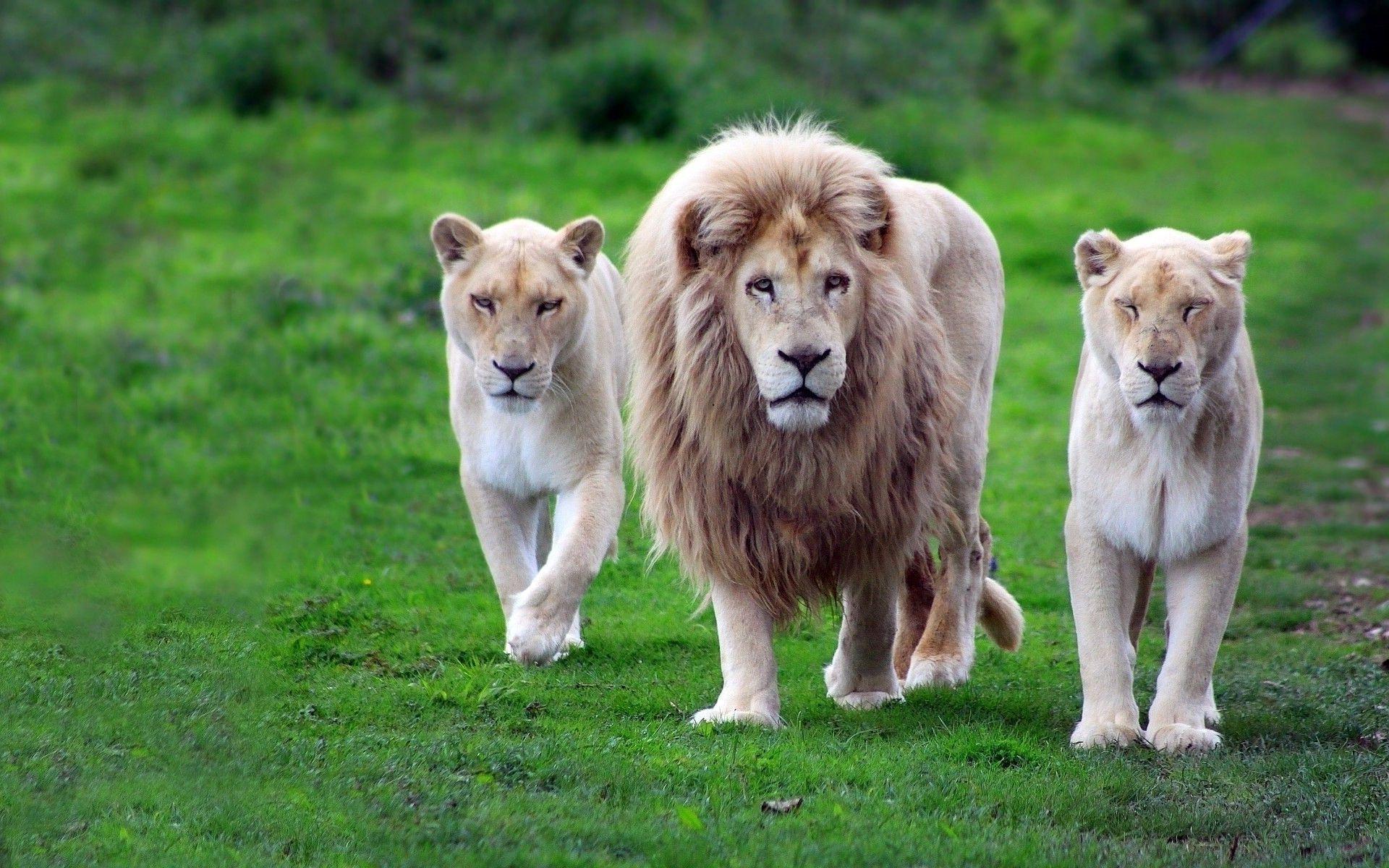 1920x1200 animals, Nature, Lion Wallpaper HD / Desktop and Mobile Background