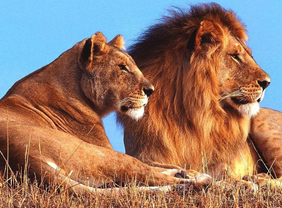 Lion Pride Wallpapers Top Free Lion Pride Backgrounds WallpaperAccess