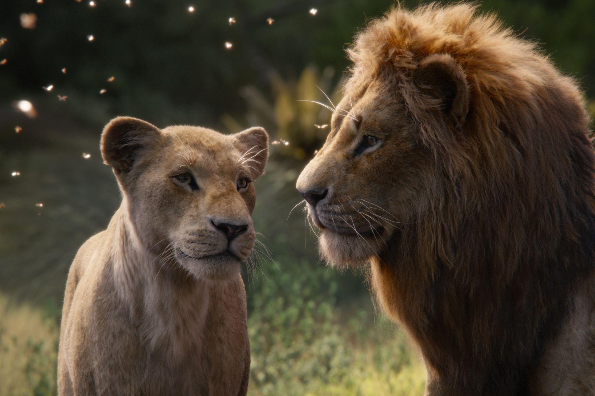 2000x1333 The Lion King' is a lie that erases female pride: scientist