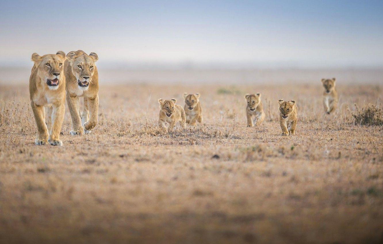 1332x850 Wallpaper family, Africa, the cubs, lioness, lion, pride image