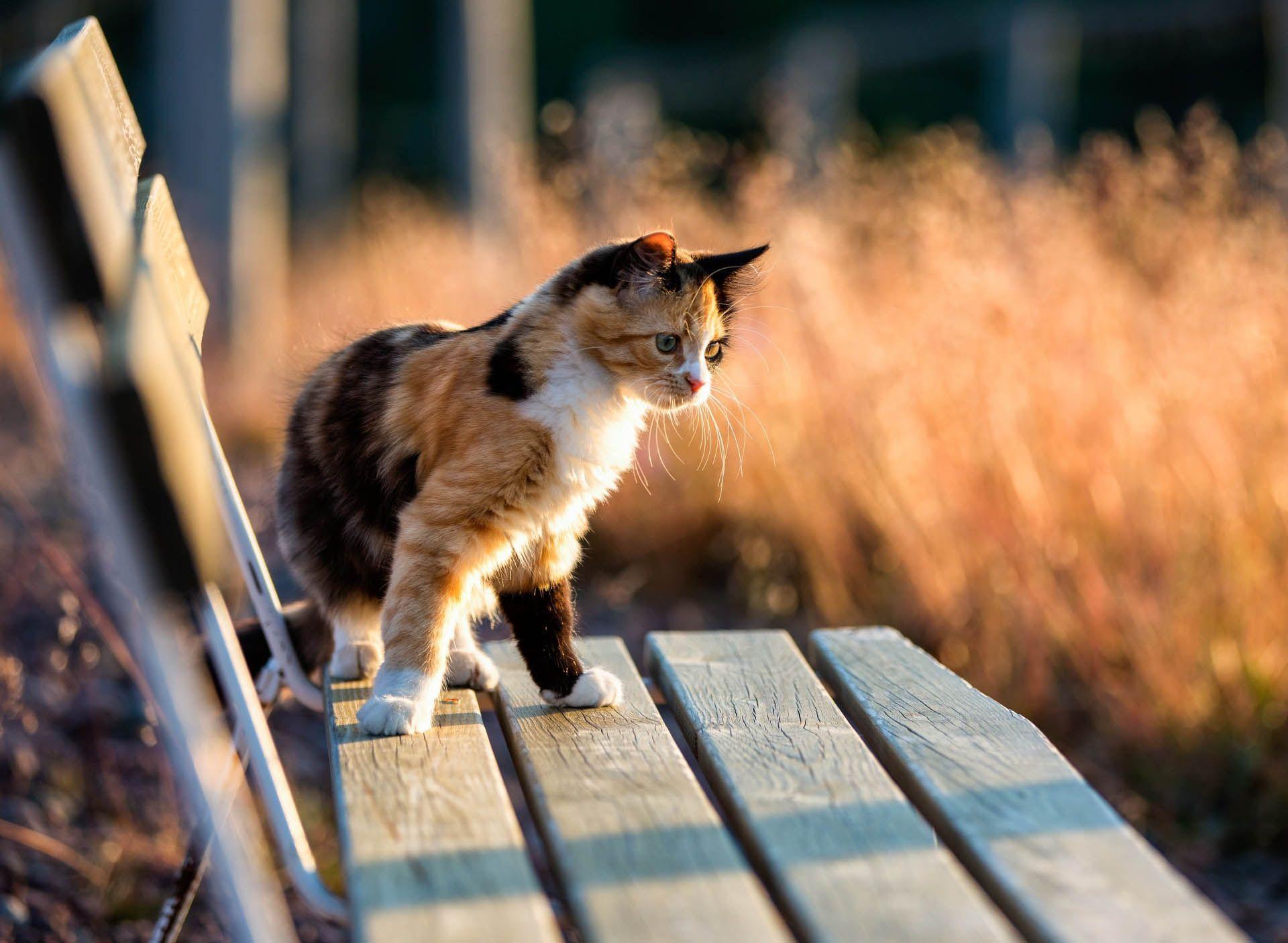 Calico Cats Wallpapers - Top Free Calico Cats Backgrounds - WallpaperAccess