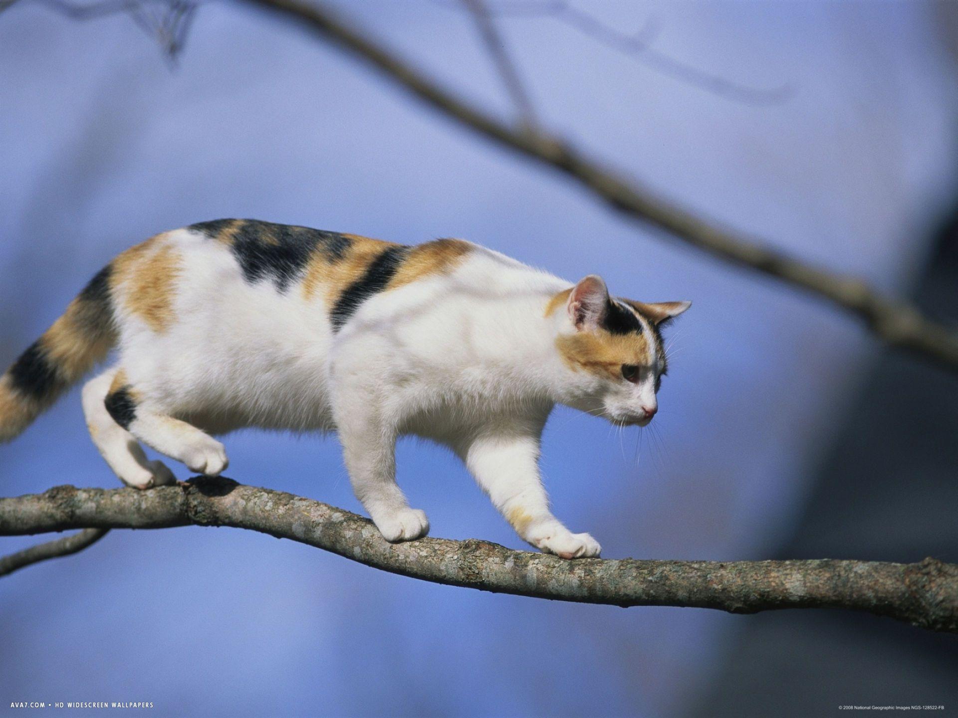 Calico Cat Wallpapers Top Free Calico Cat Backgrounds WallpaperAccess