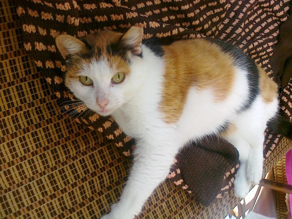 1024x768 Calico Cat Wallpaper HD FREE for Android