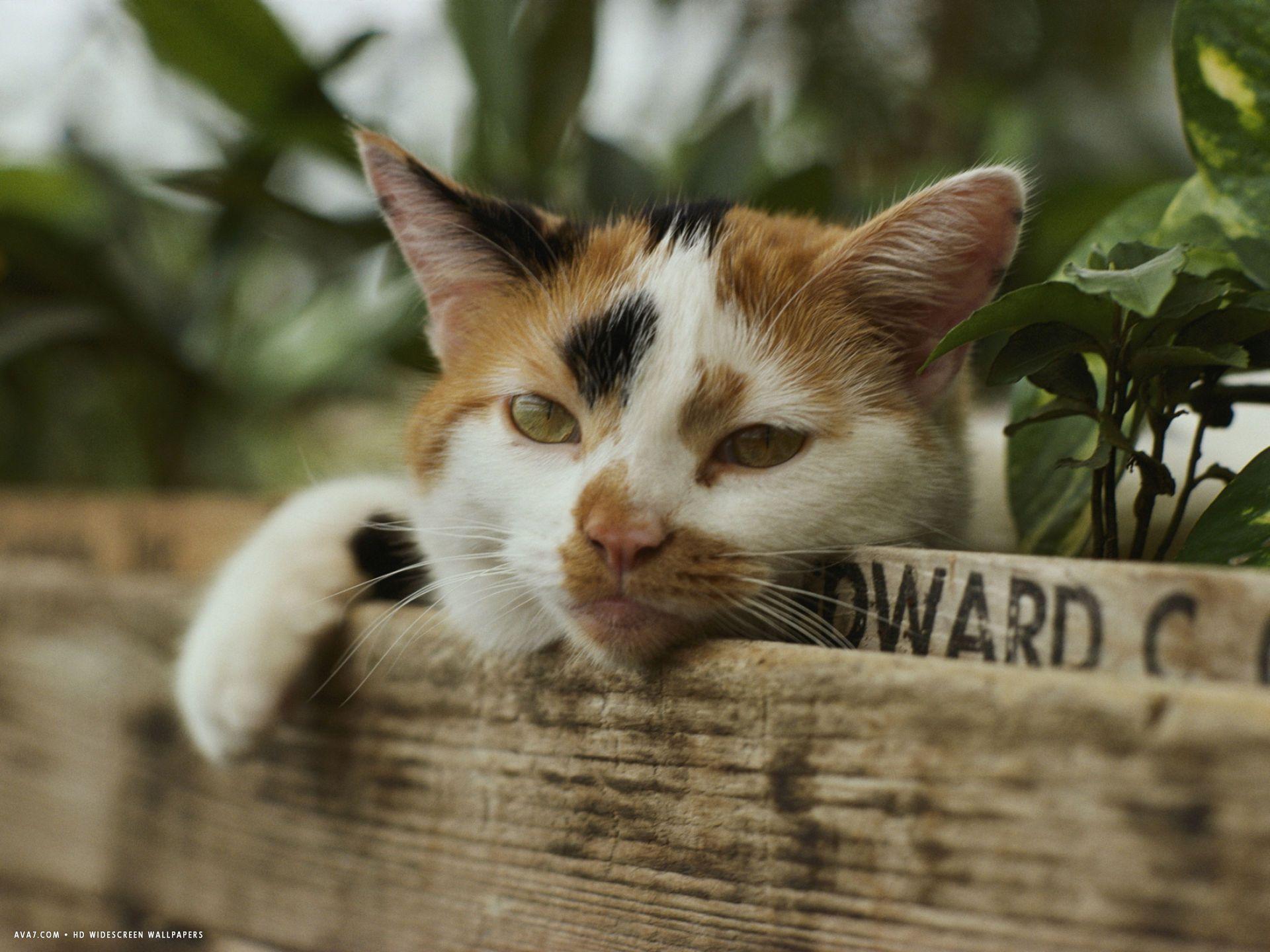 1920x1440 calico cat with his head resting on flower box in a green house. calico cat HD widescreen wallpaper