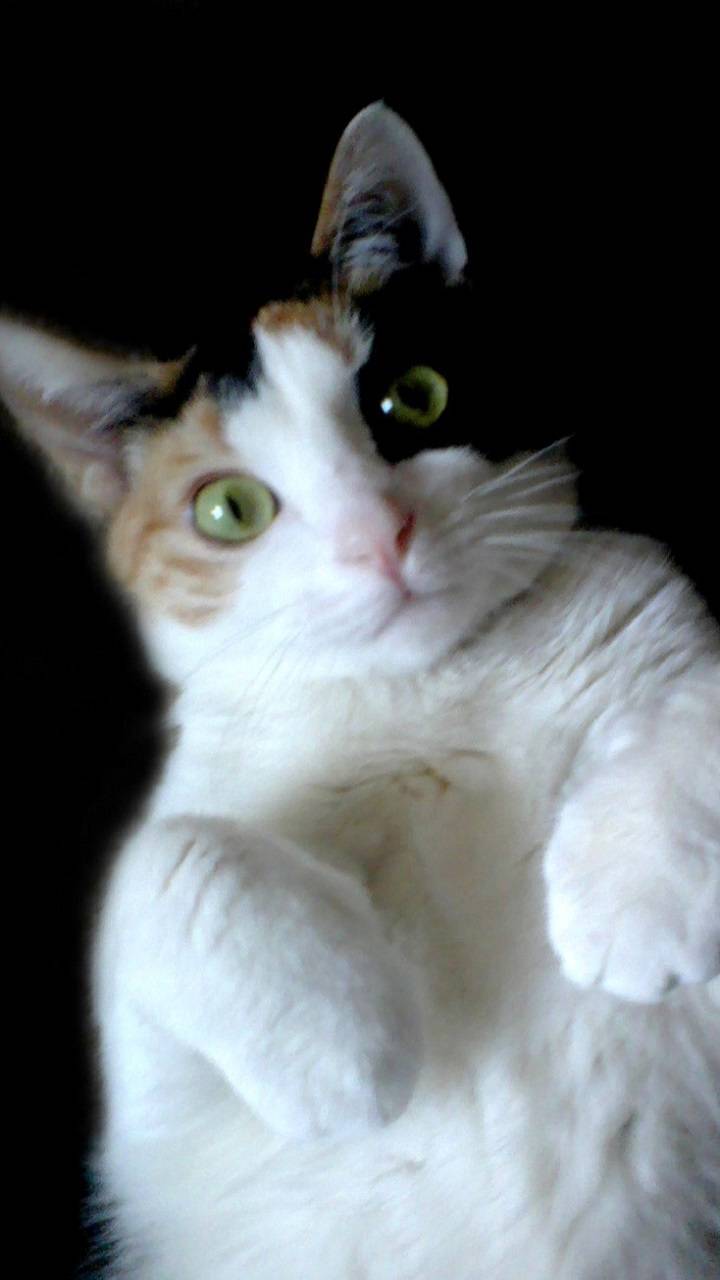 720x1280 Cute Calico Cat wallpaper