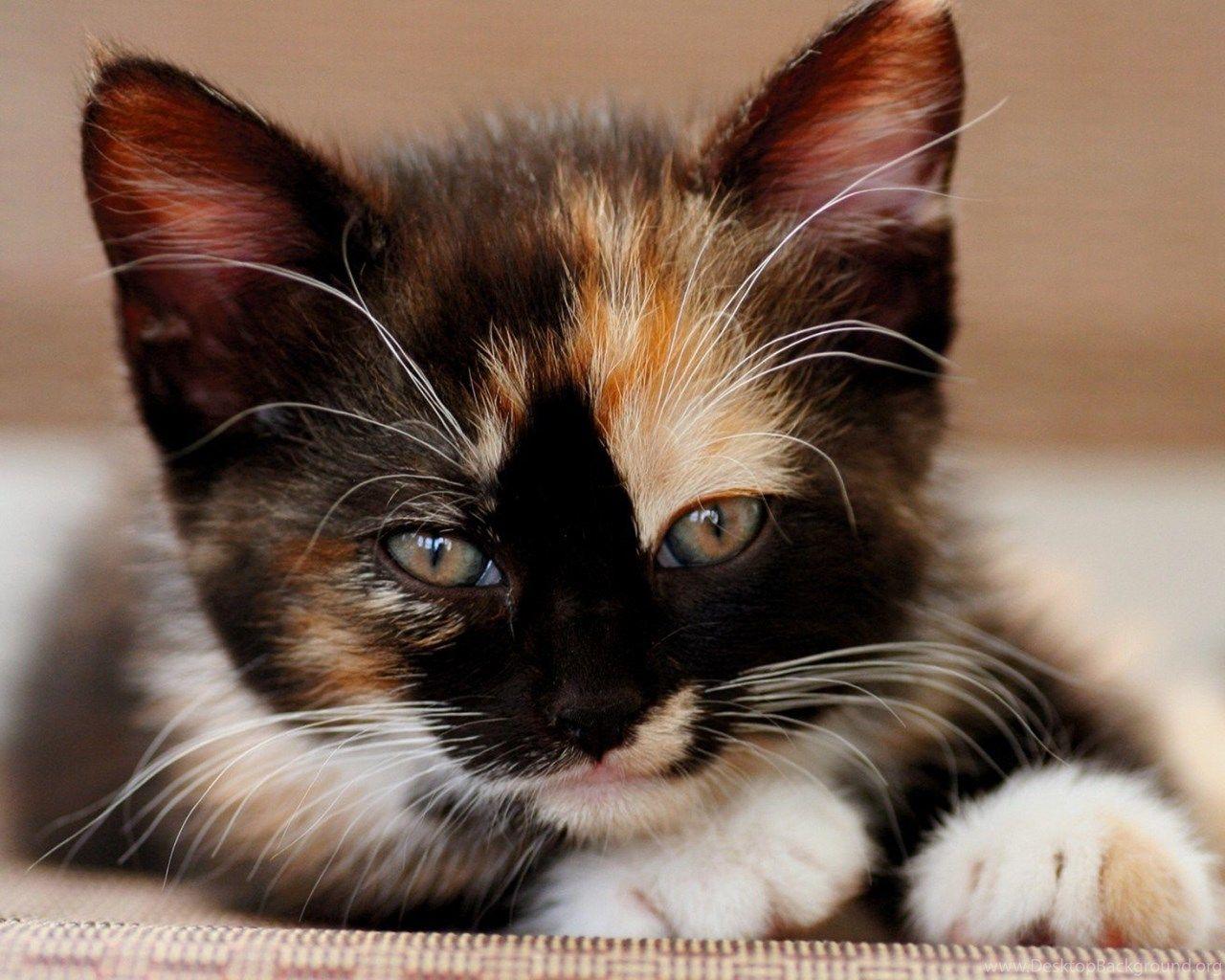 Calico Cats Wallpapers Top Free Calico Cats Backgrounds Wallpaperaccess 