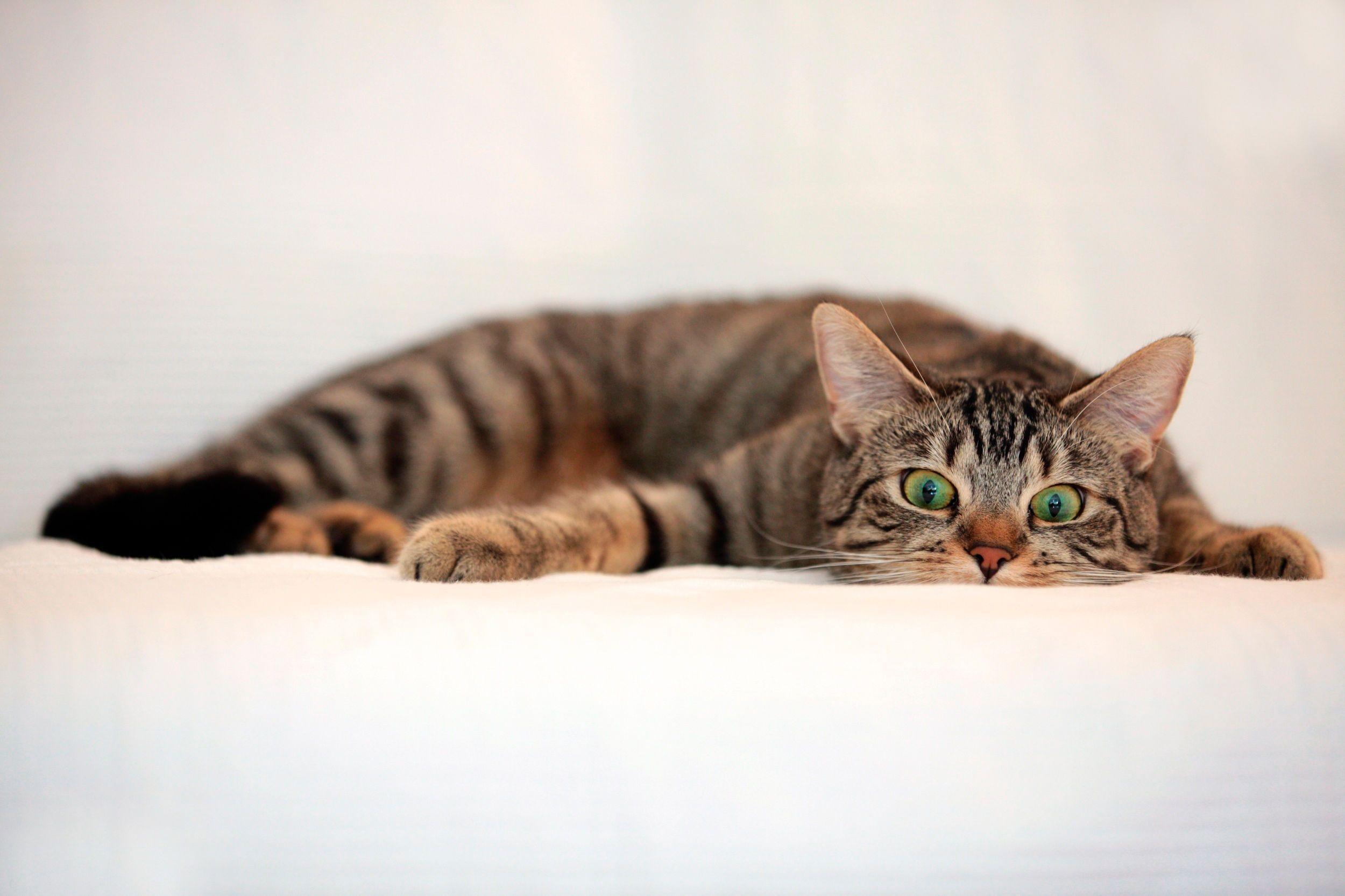 2500x1667 Calico Cat Wallpaper