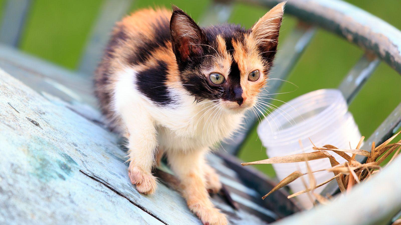1600x900 A Calico Cat Wears a Coat of Many Colors