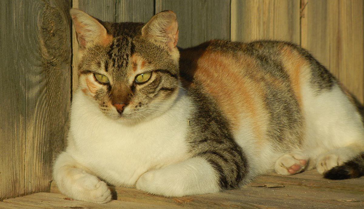 1200x690 Are All Calico Cats Female? The Gender and Color Link In Female Cats. Calico cat, Tabby cat, Cat wallpaper