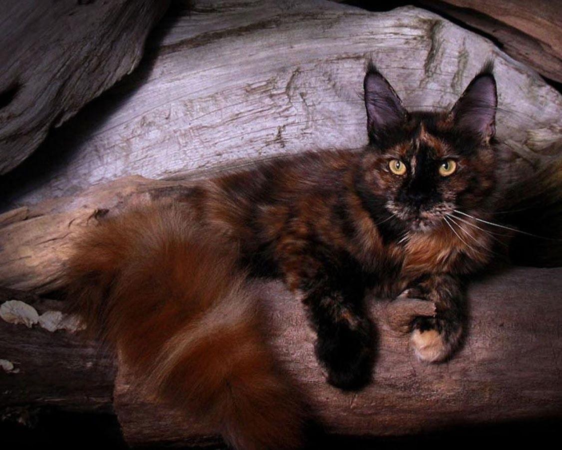 1125x900 Tortoiseshell Cat Wallpaper