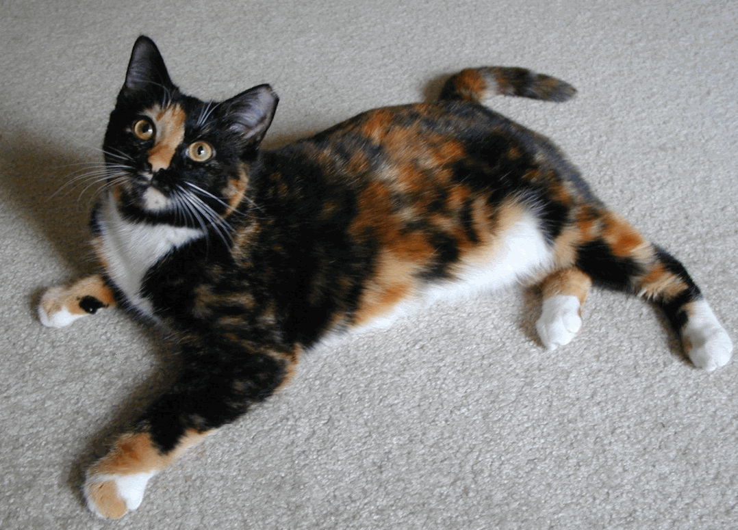 1078x775 Congestive Heart Failure Symptoms In Cats Cat HD Wallpaper Kittens Eating