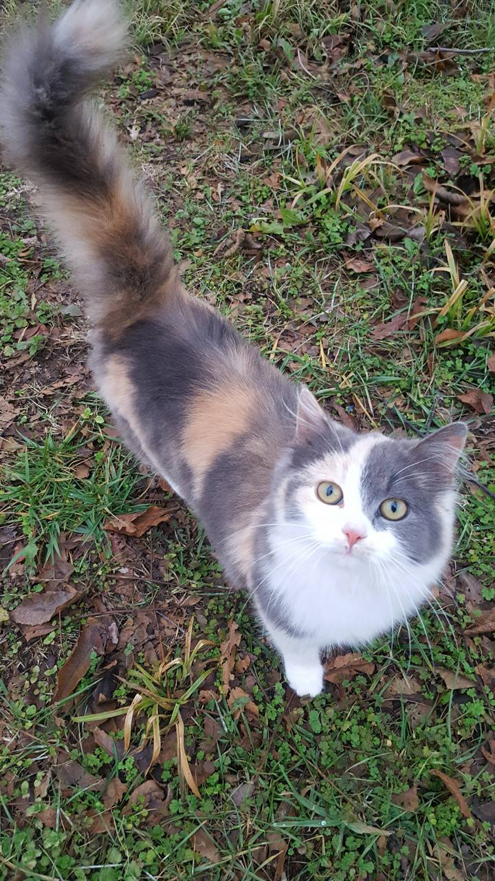 720x1280 Calico Cat wallpaper
