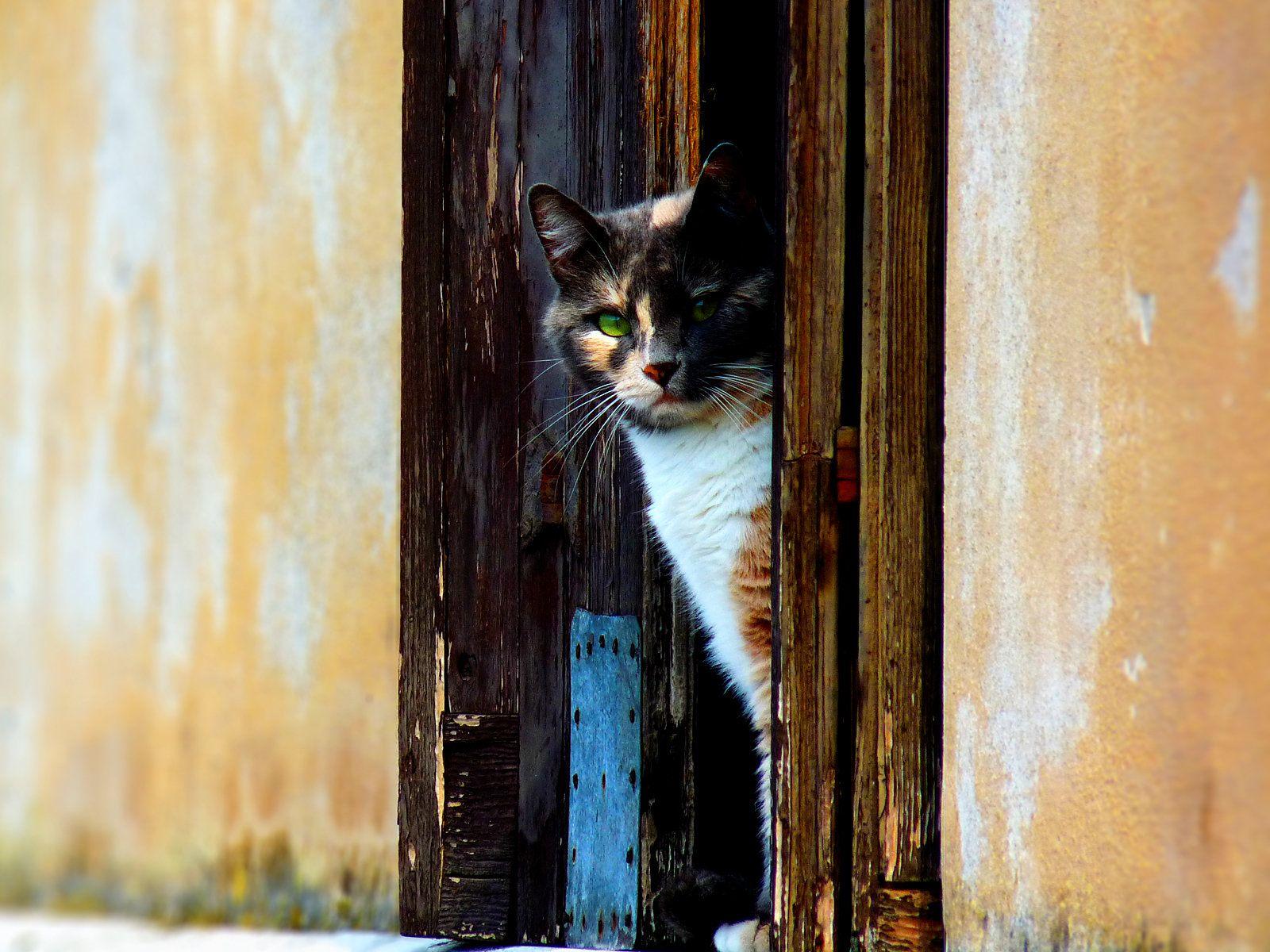 1600x1200 Download the Rustic Calico Cat Wallpaper, Rustic Calico Cat iPhone