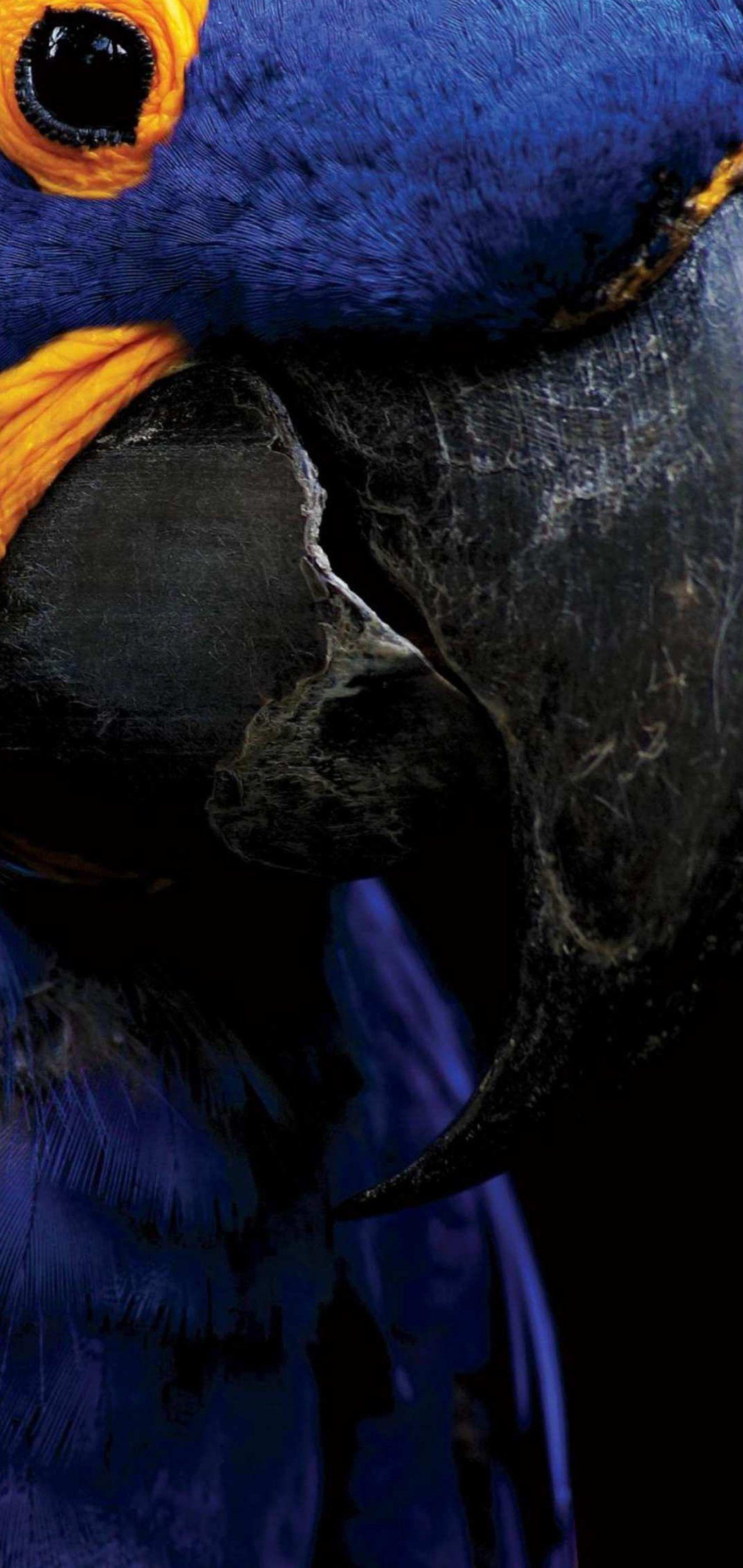 1440x3040 Moto G8 Wallpaper