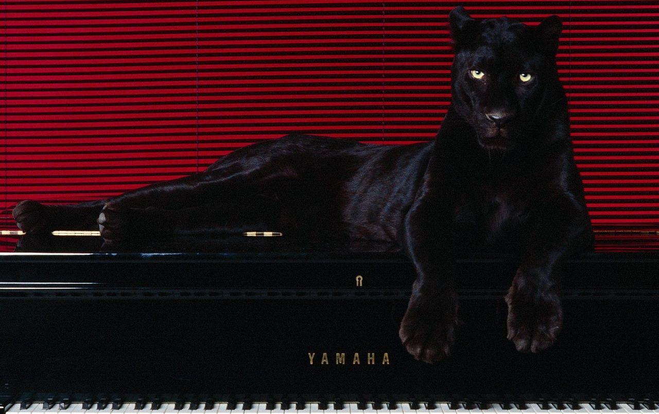 1280x804 Big cat on piano wallpaper. Big cat on piano