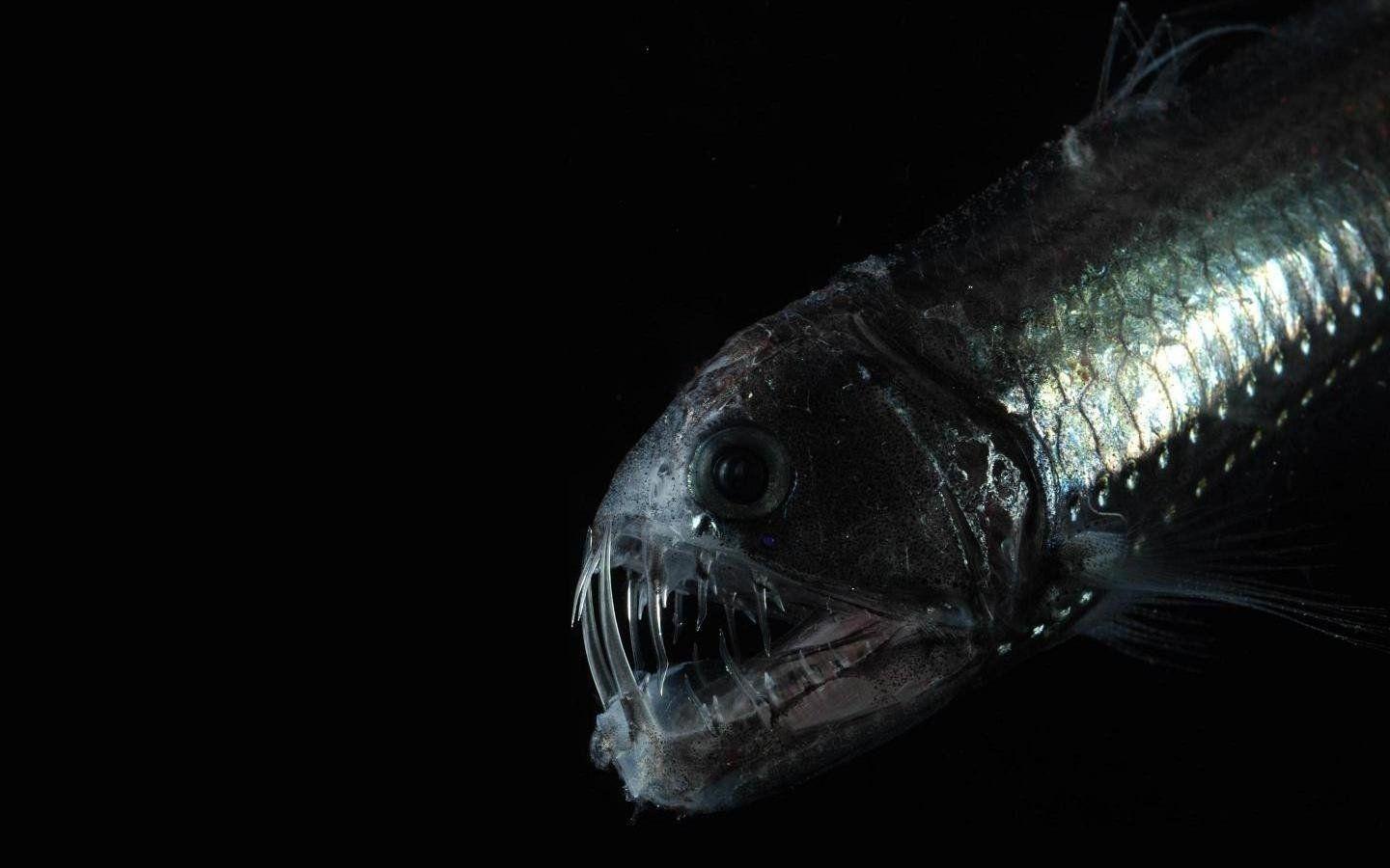 1440x900 Fishy Fish Wallpaper and Background Imagex900