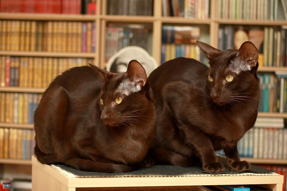 1205x803 Two Havana Brown cats photo and wallpaper. Beautiful Two Havana