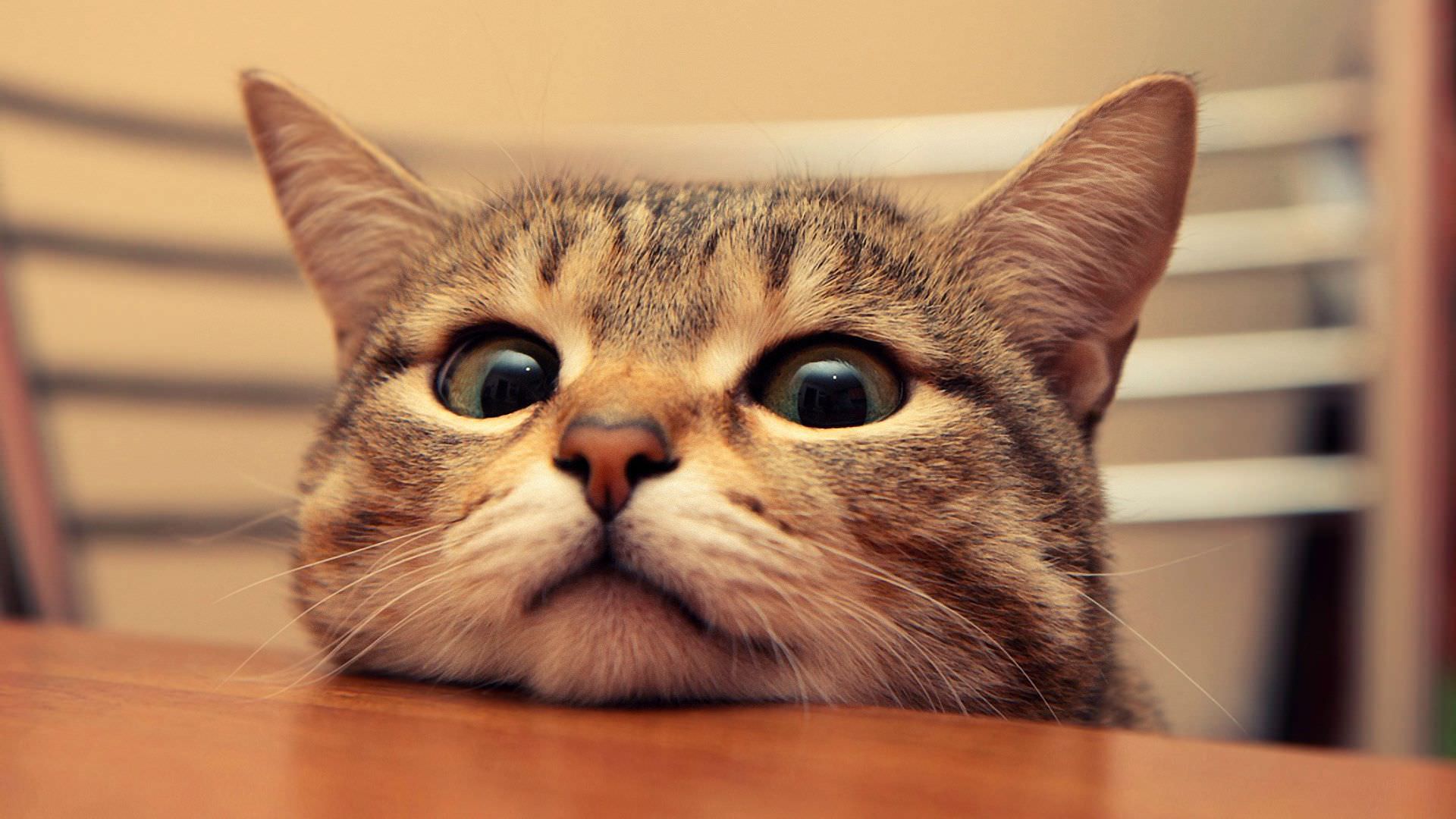 1920x1080 Cat