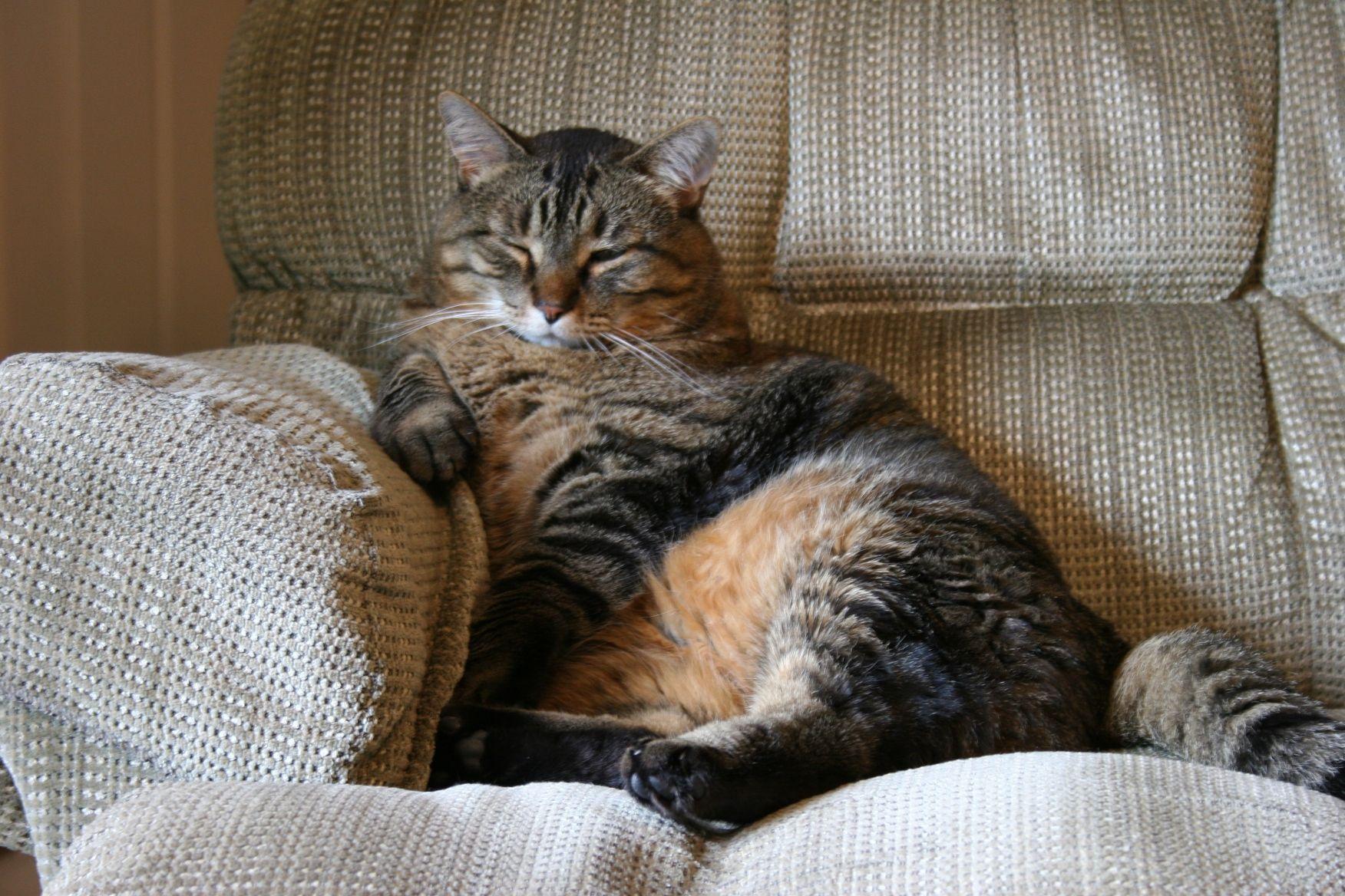 1752x1168 Fat Cat Wallpaper. Fat Snowman Wallpaper