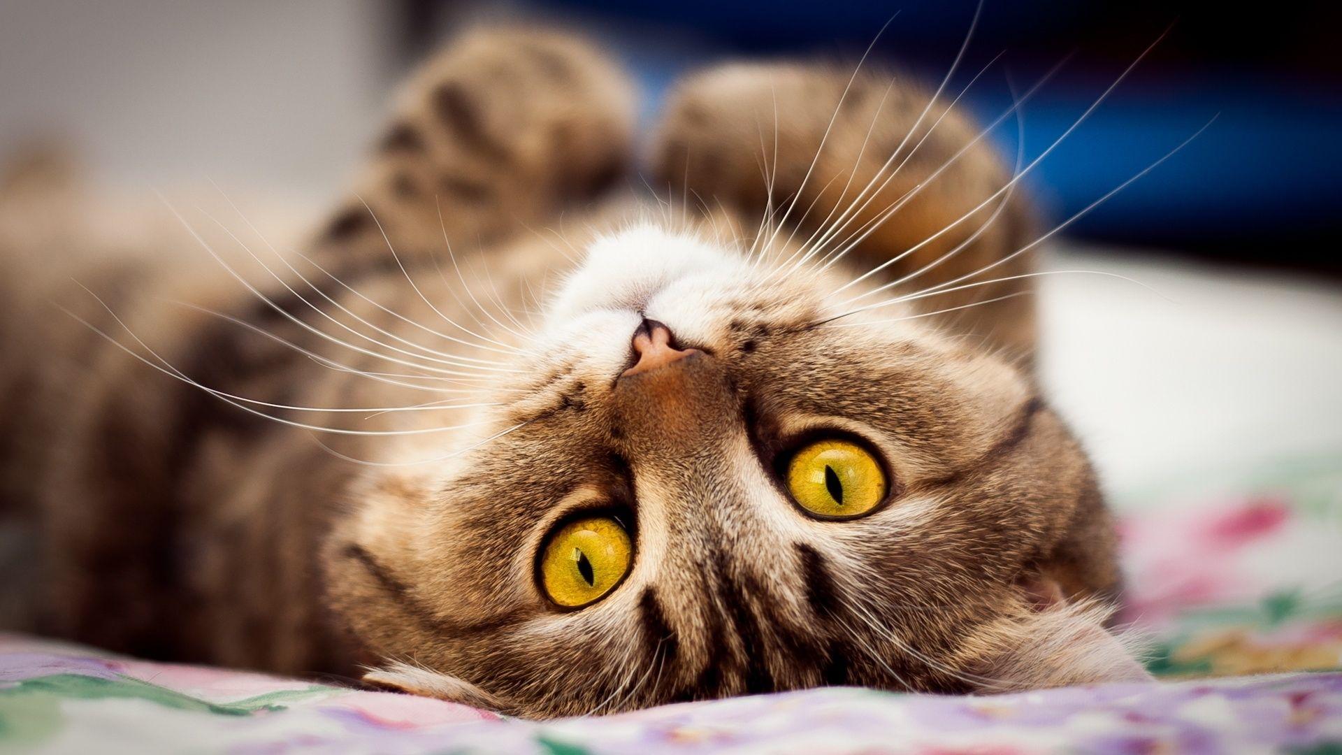 Brown Cats Wallpapers Top Free Brown Cats Backgrounds WallpaperAccess