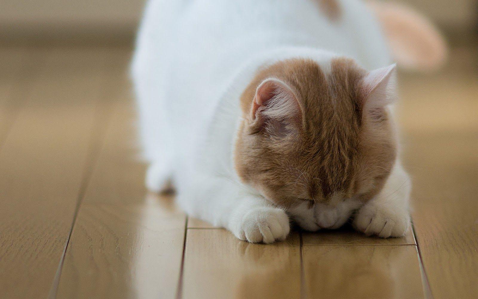 1600x1000 White cat on a laminate floor. HD Animals Wallpaper