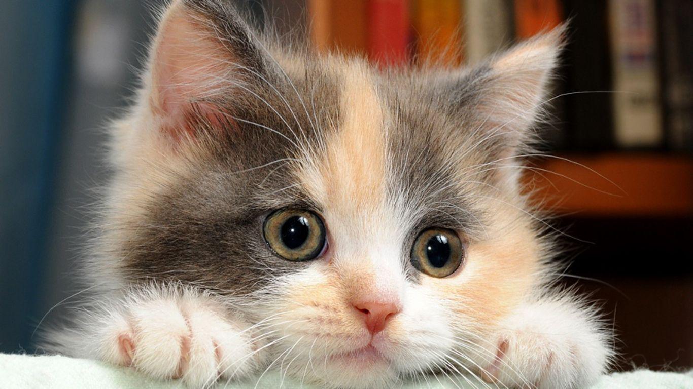 1366x768 Brown Cats Wallpaper HD Beautiful Picture For Desktop HD 1366x768