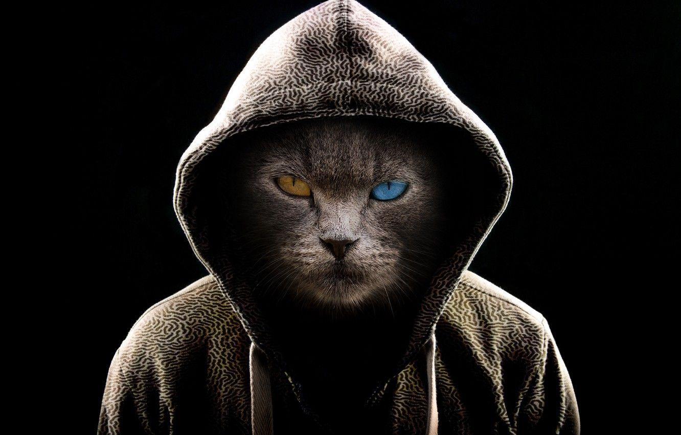 1332x850 Wallpaper dark, fantasy, cat, serious .