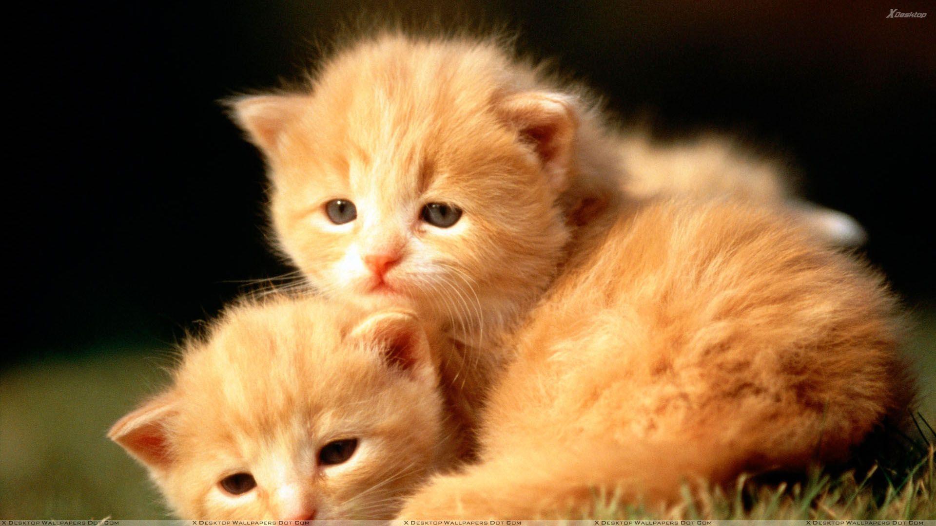 1920x1080 Pair Of Sweet Brown Cats Wallpaper