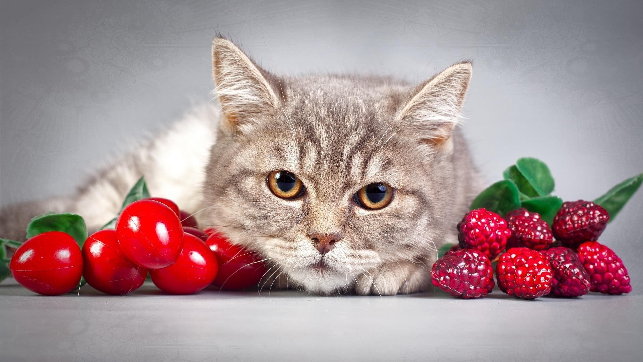 2560x1440 Brown Cat Fruits Close Up Desktop Wallpaper