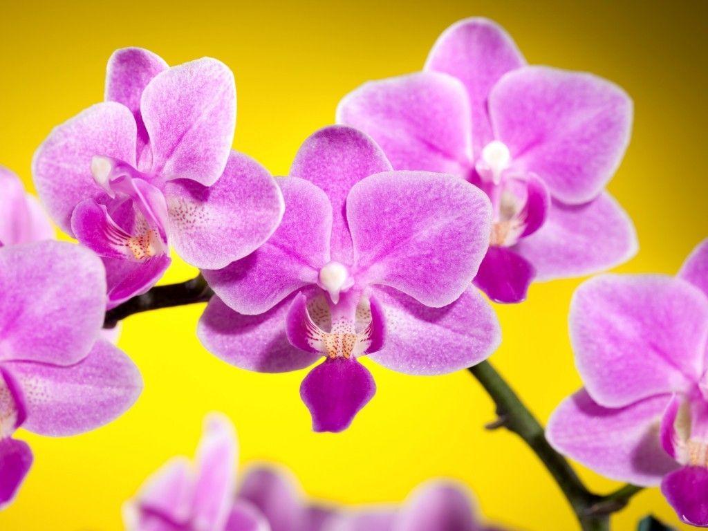 Oriental Flower Wallpapers Top Free Oriental Flower Backgrounds