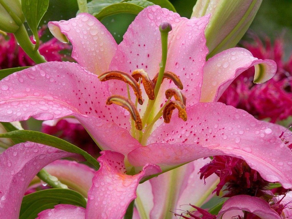 1024x768 Wallpaper Tagged With Oriental: Floral Oriental Flowers Beauty