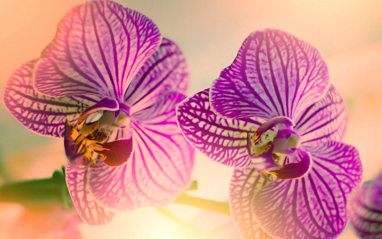 1280x800 Flower: Orchids Flowers Petals Oriental Wallpaper Flower Image