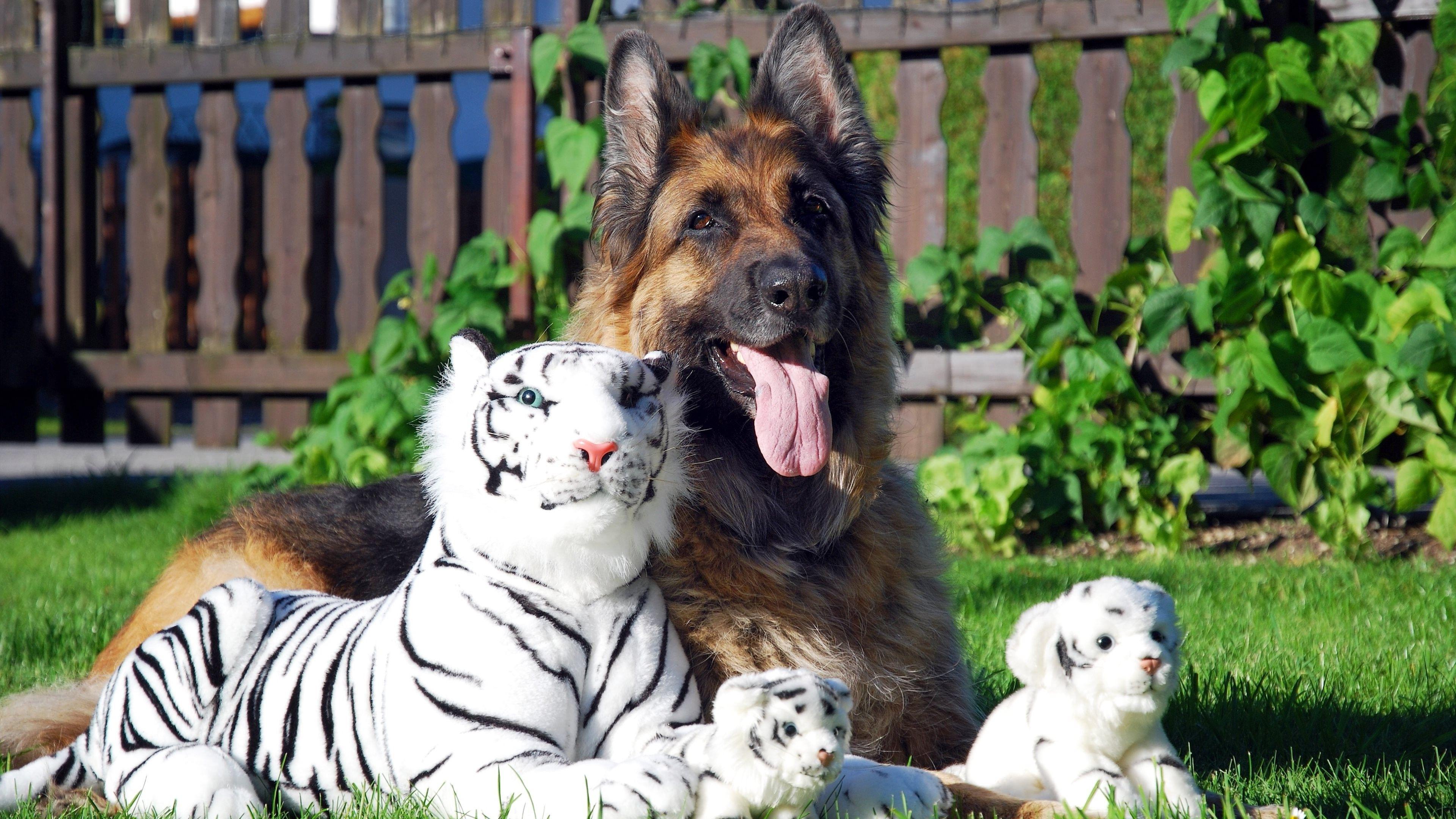 3840x2160 dog, Tiger, Animals, German Shepherd, Stuffed Animals Wallpaper HD / Desktop and Mobile Background
