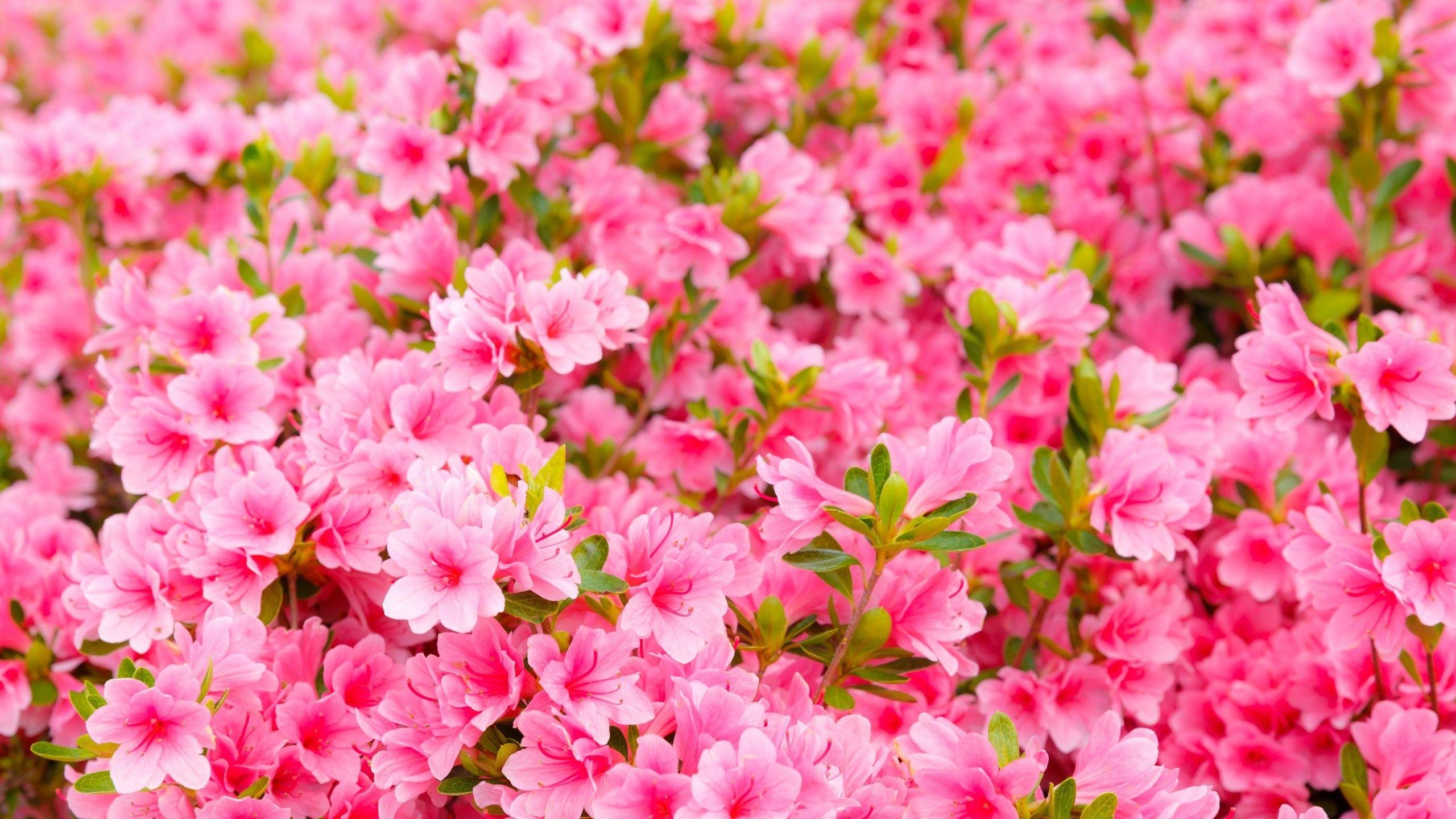 Flowers Garden Wallpapers - Top Free Flowers Garden Backgrounds ...