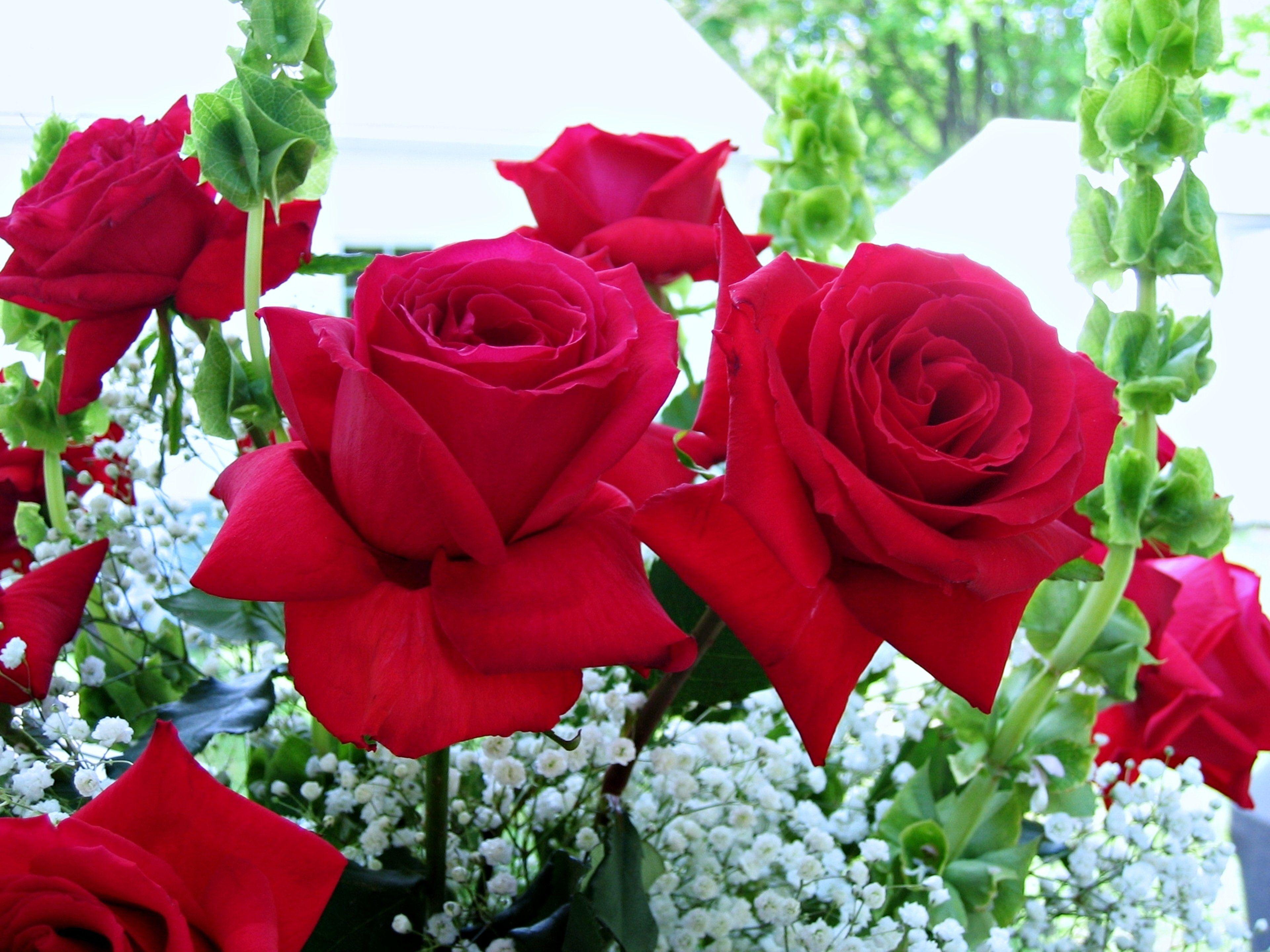 3840x2880 for, , Emotions, , Flowers, , Garden, , Love, , Beauty, , Romance