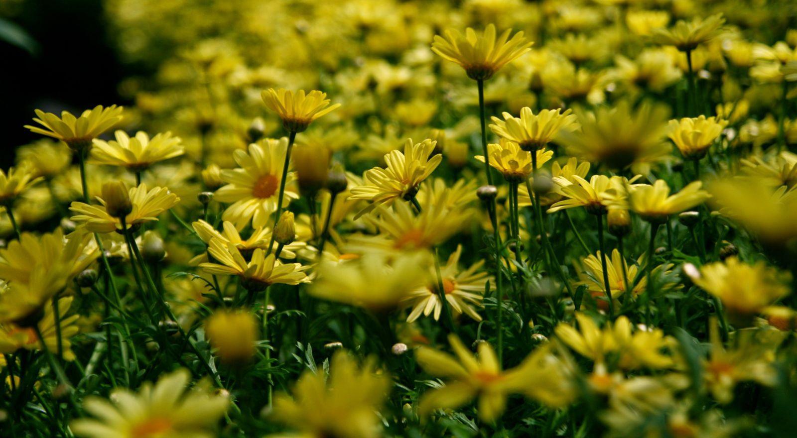 1600x880 Nature Flora Flowers Garden Yellow