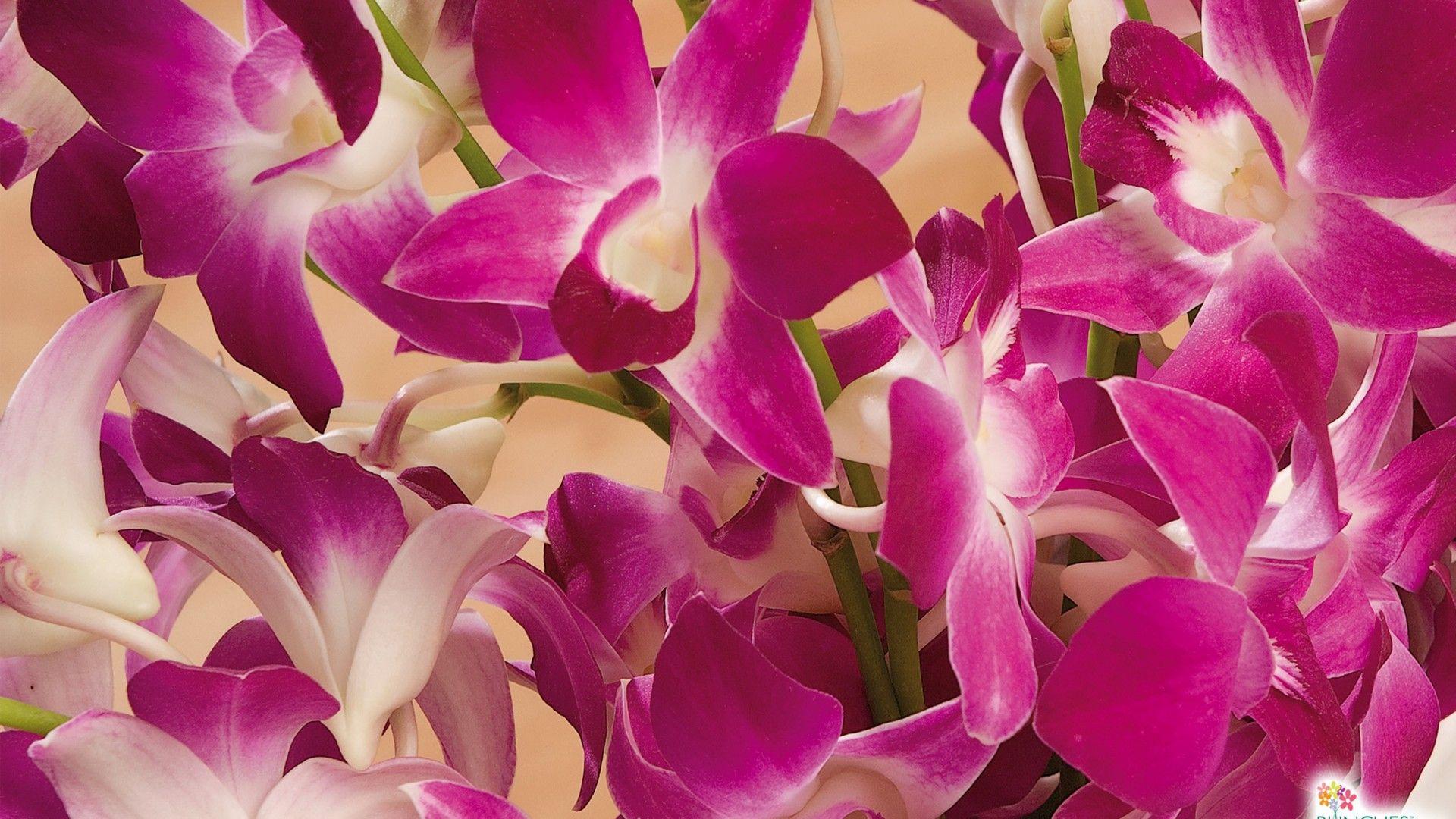 1920x1080 Oriental Orchids 8749