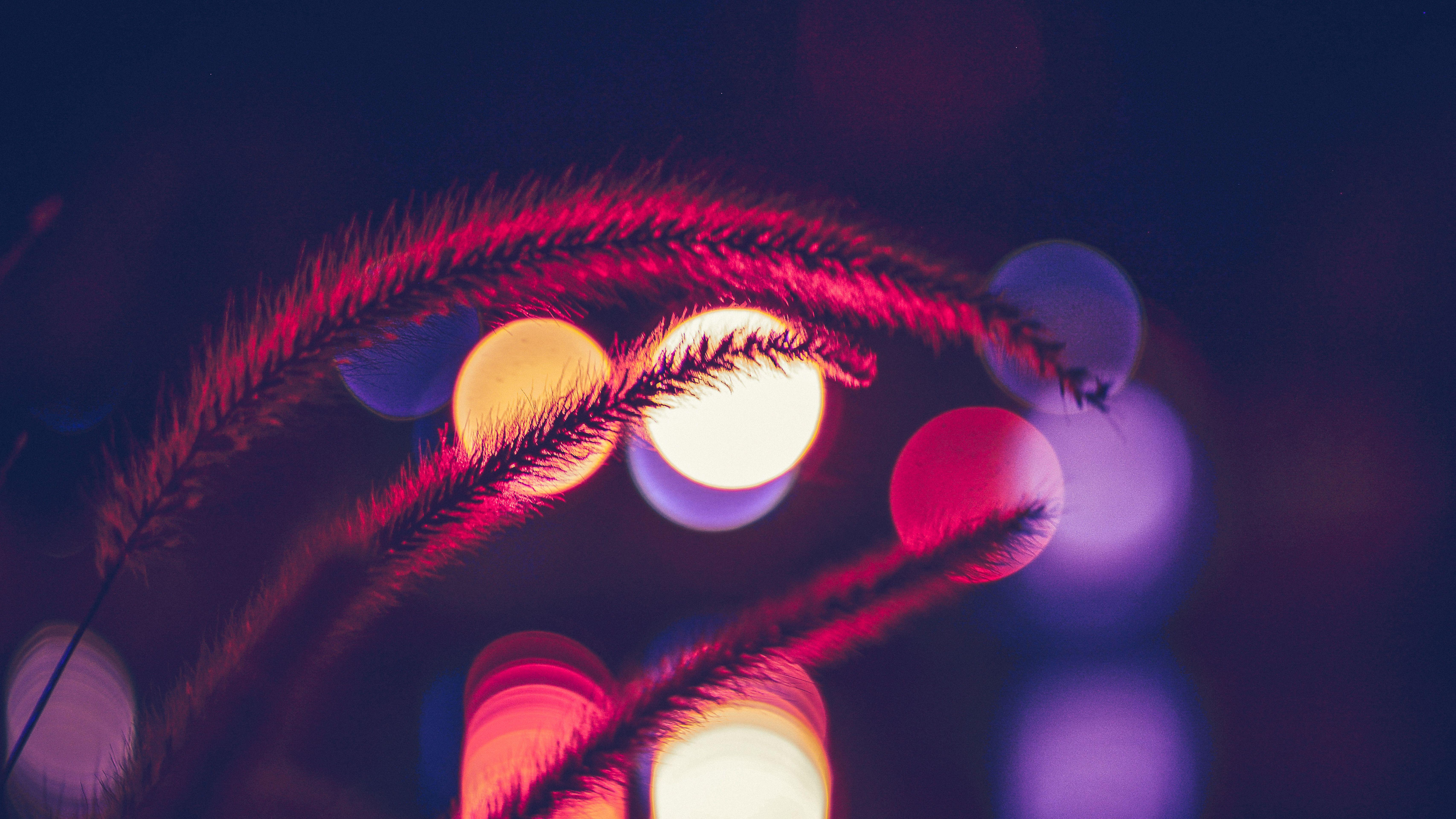6827x3840 Plant Bokeh Photography 4k iPhone iPhone 6S, iPhone 7 HD 4k Wallpaper, Image, Background, Photo and Picture