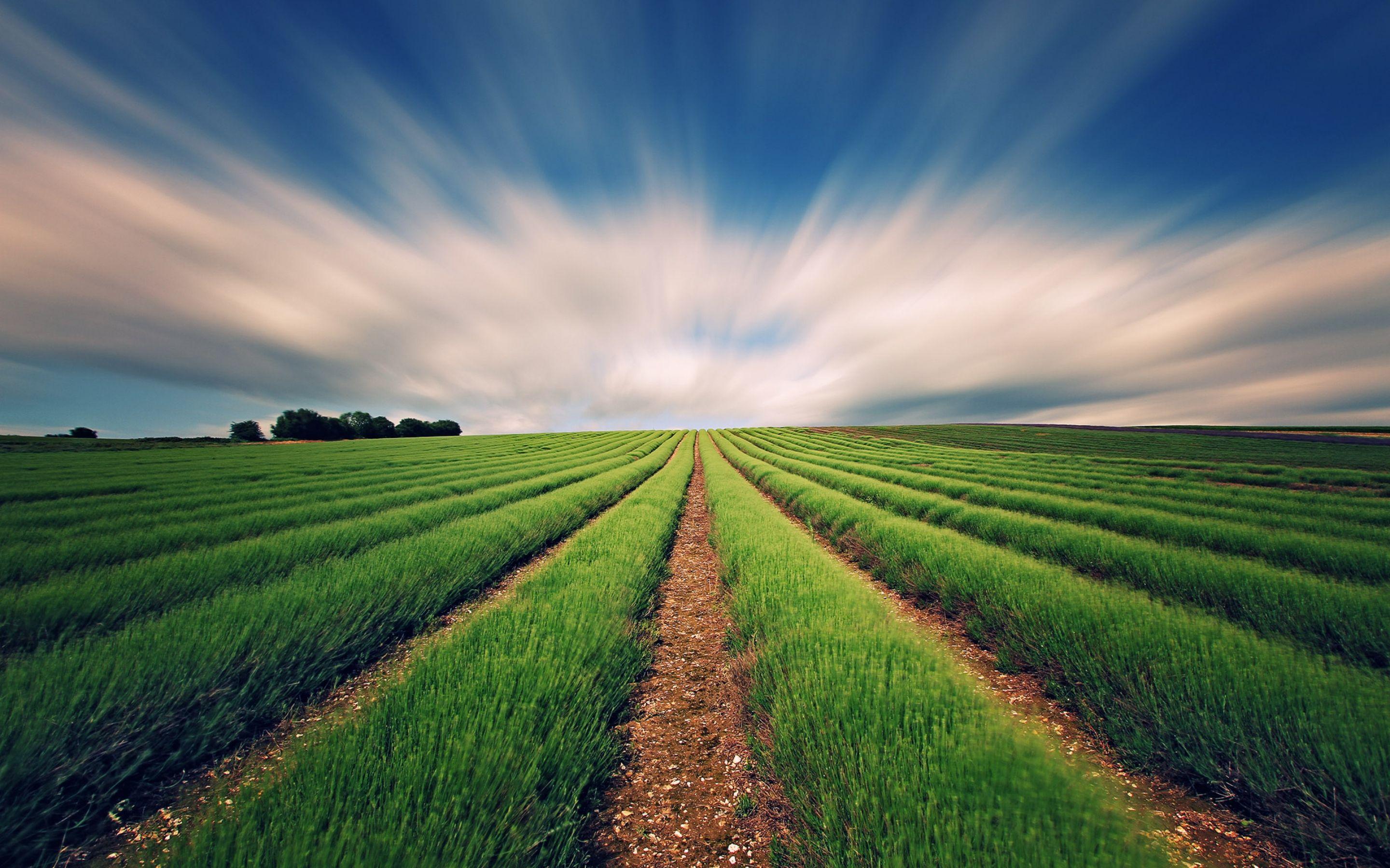 Crop Field Wallpapers Top Nh ng H nh nh p