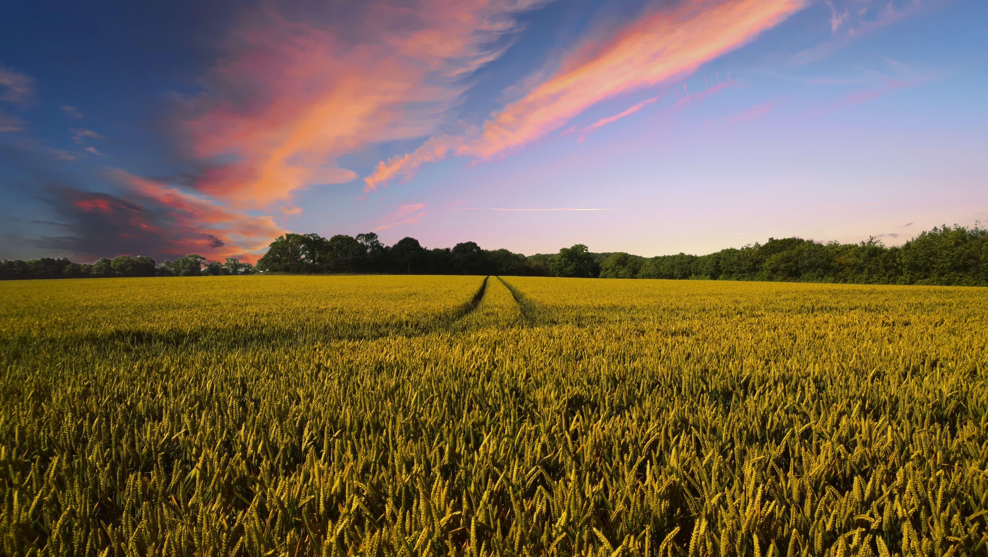 3840x2167 Wallpaper / countryside harvest agriculture farm nature