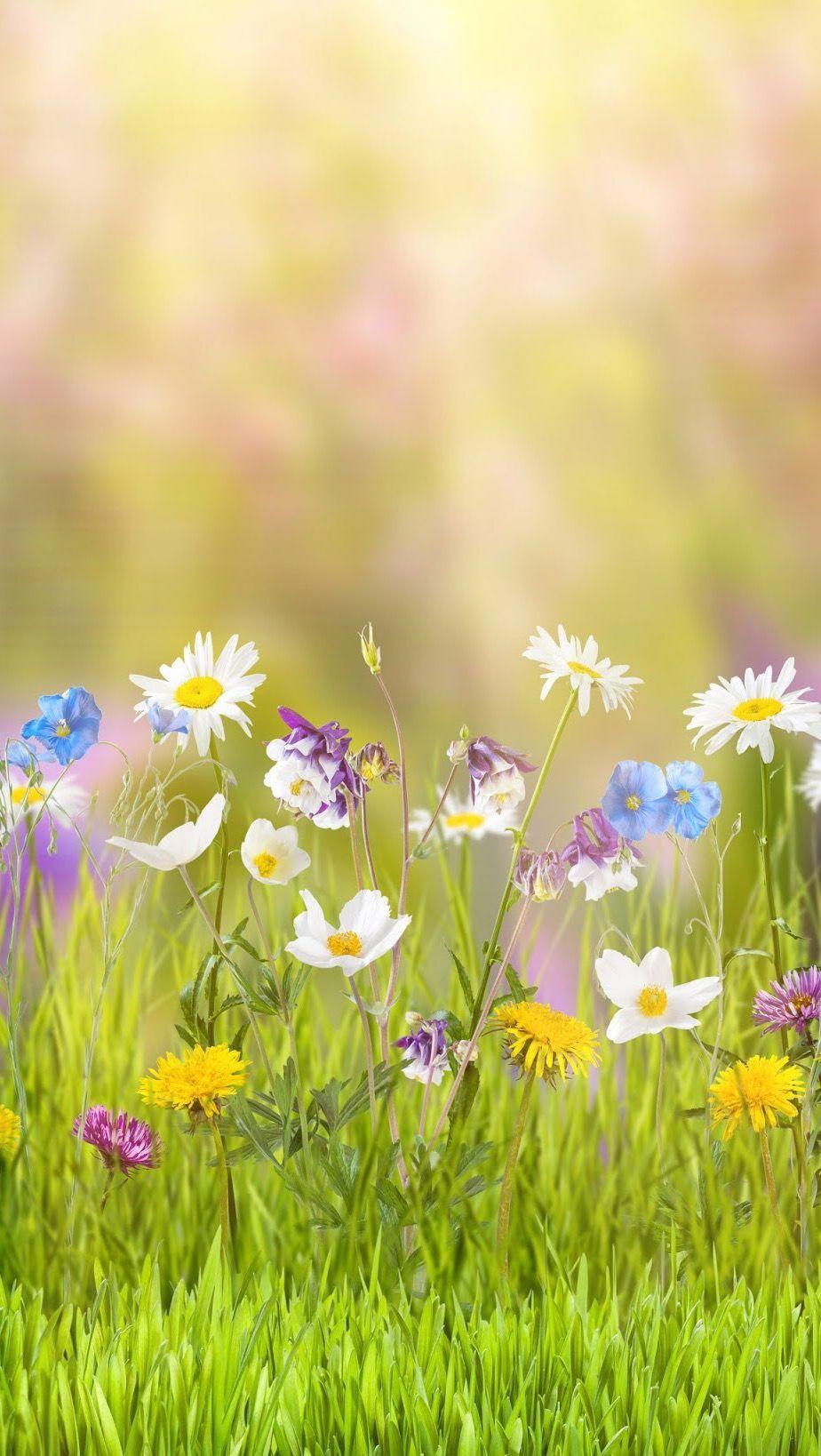 Flower Meadow Wallpapers - Top Free Flower Meadow Backgrounds - WallpaperAccess