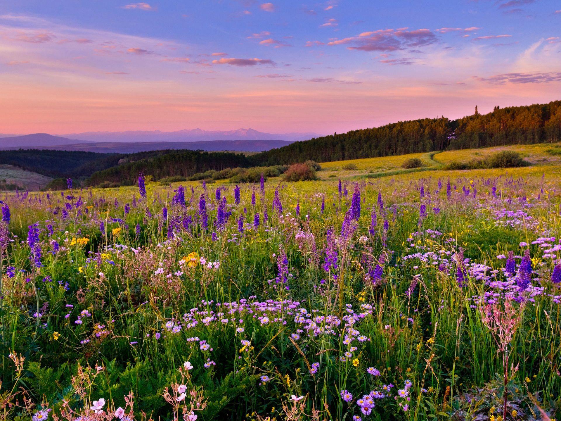 Flower Meadow Wallpapers - Top Free Flower Meadow Backgrounds ...